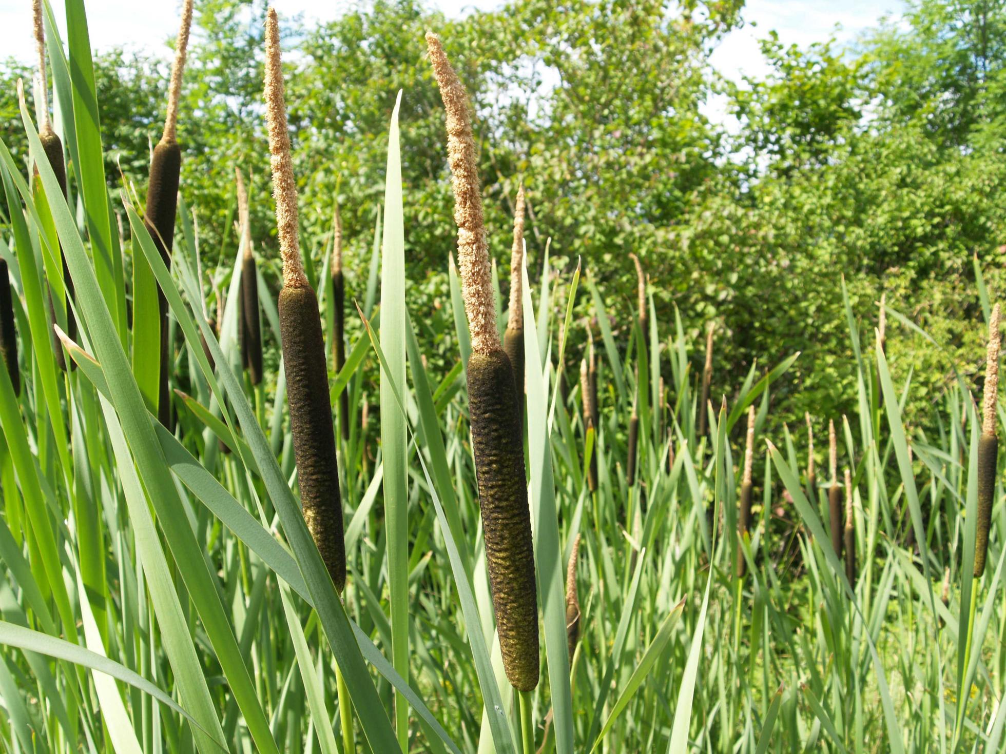 Reedmace, Greater